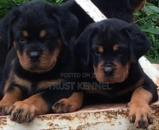 3-6 months Female Purebred Rottweiler · Photo 1