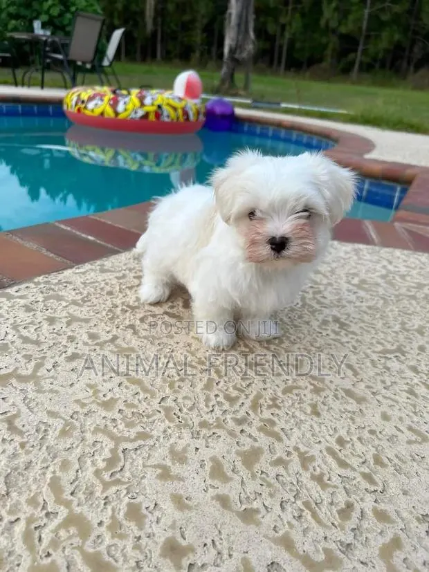 1-3 months Female Purebred Poodle · Photo 1