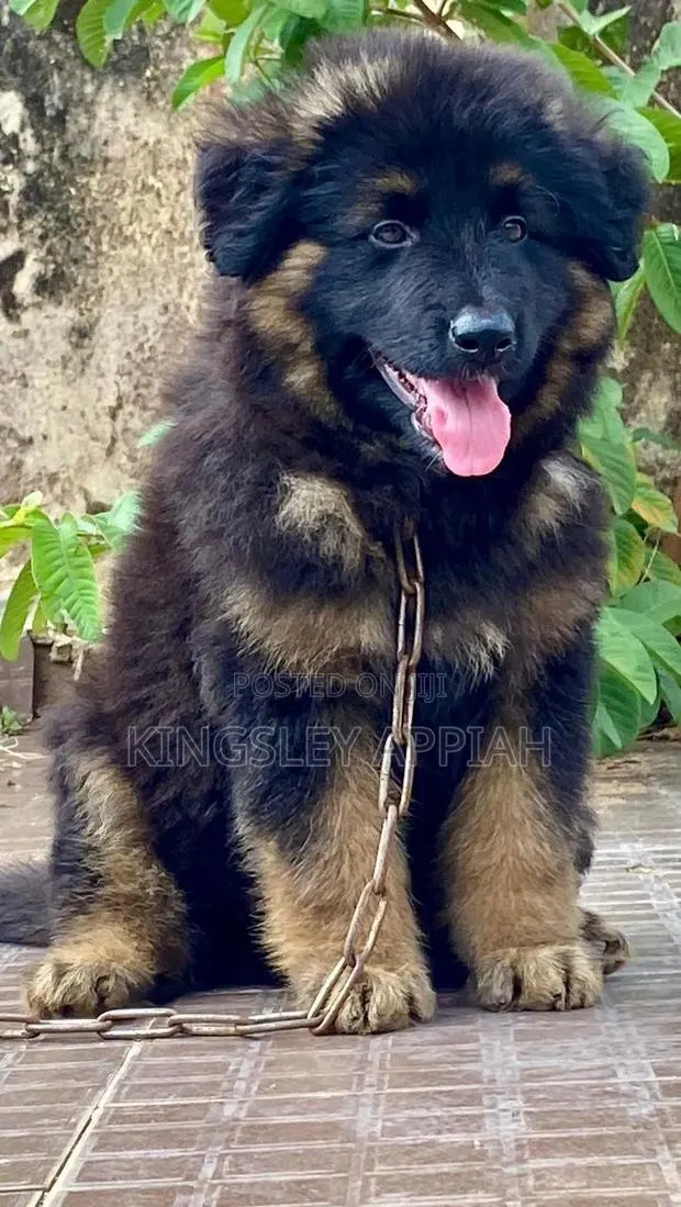 1-3 months Male Purebred German Shepherd · Photo 1