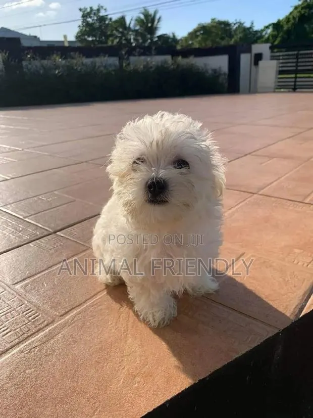 1-3 months Male Purebred Poodle · Photo 1