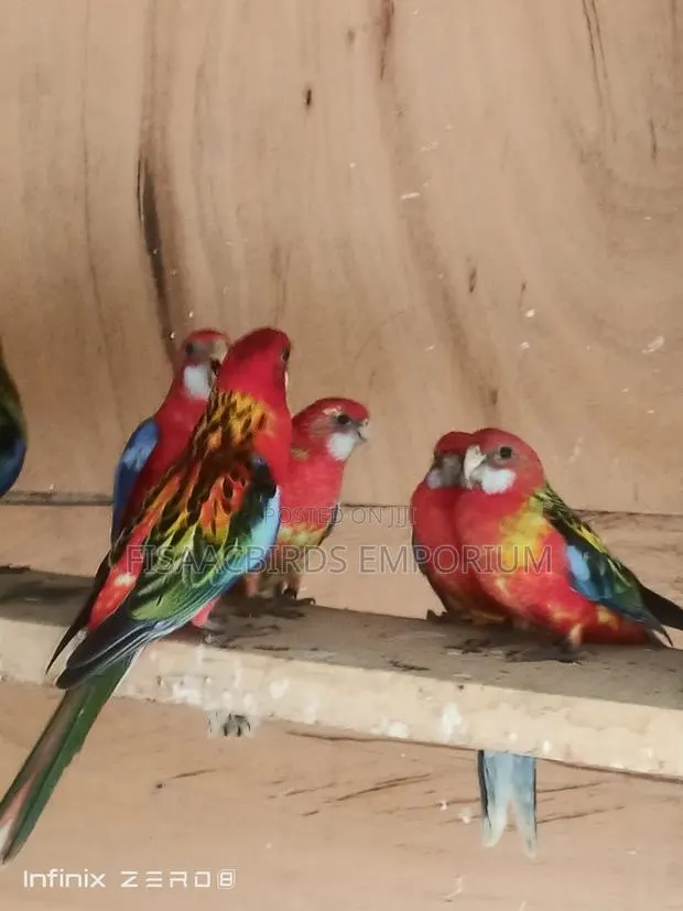 Exotic Eastern Red Rosella · Photo 1