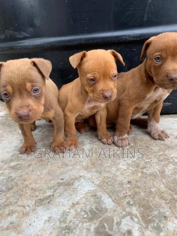 1-3 months Male Purebred American Pit Bull Terrier · Photo 1