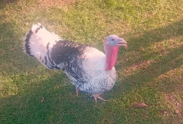 Hybrid Male Turkeys for Sale · Photo 1
