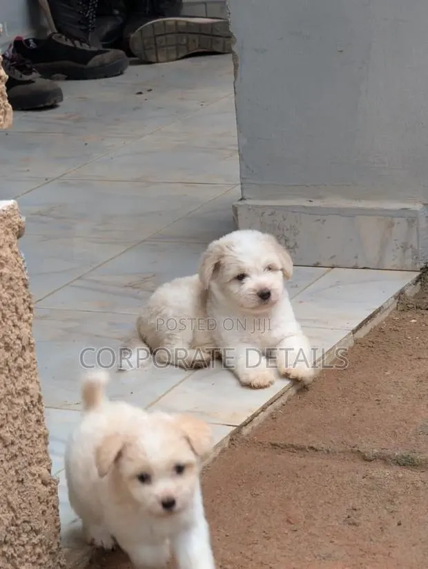 1-3 months Female Purebred Maltese · Photo 1