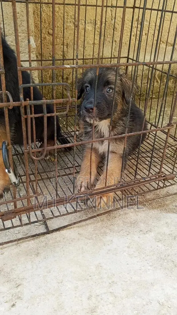 1-3 months Male Purebred German Shepherd · Photo 1