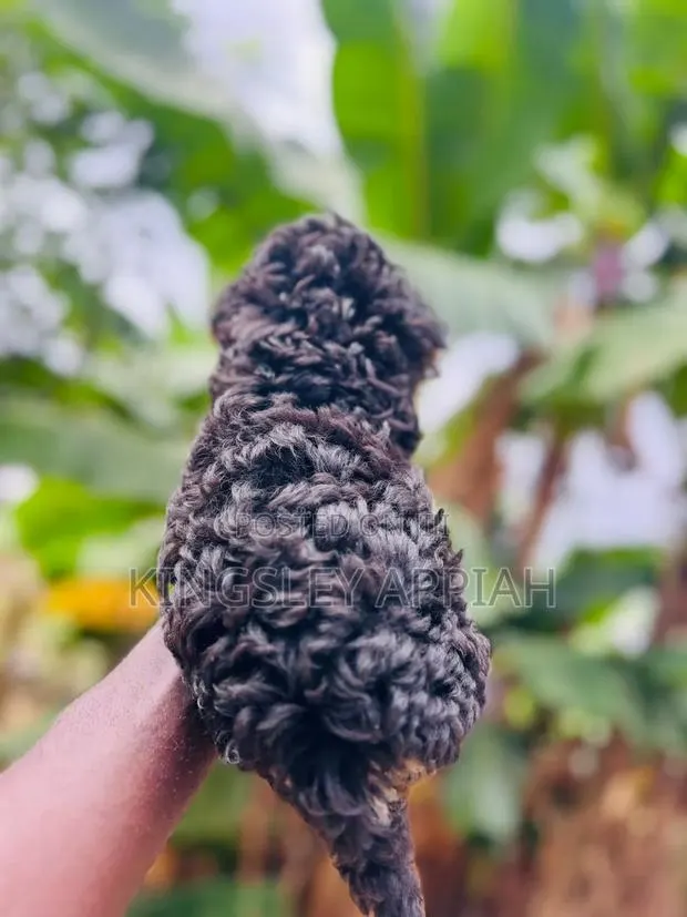 1-3 months Male Purebred Poodle · Photo 1