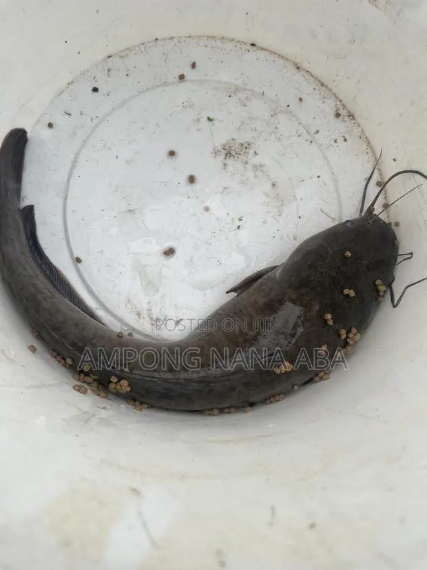 Matured Catfish for Sale · Photo 1