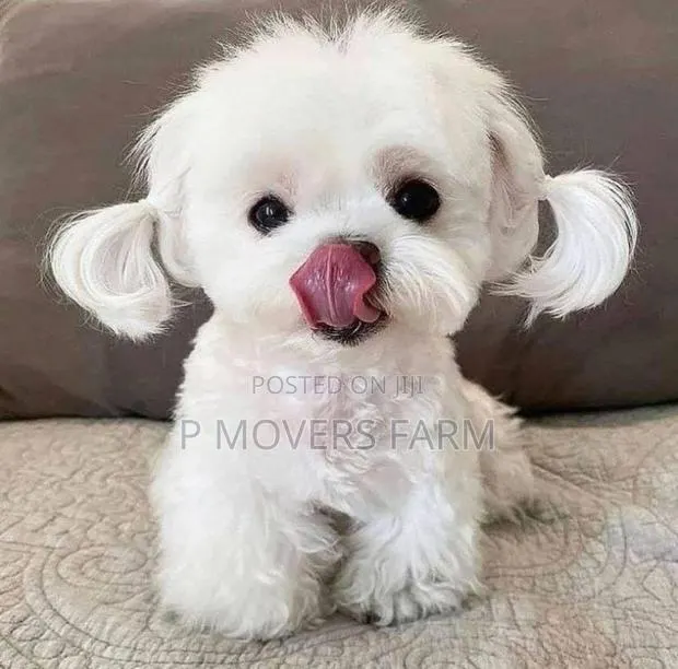 1-3 months Male Purebred Maltese · Photo 1