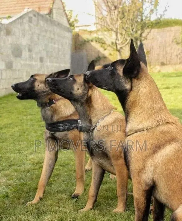 1-3 months Male Purebred Belgian Malinois · Photo 1