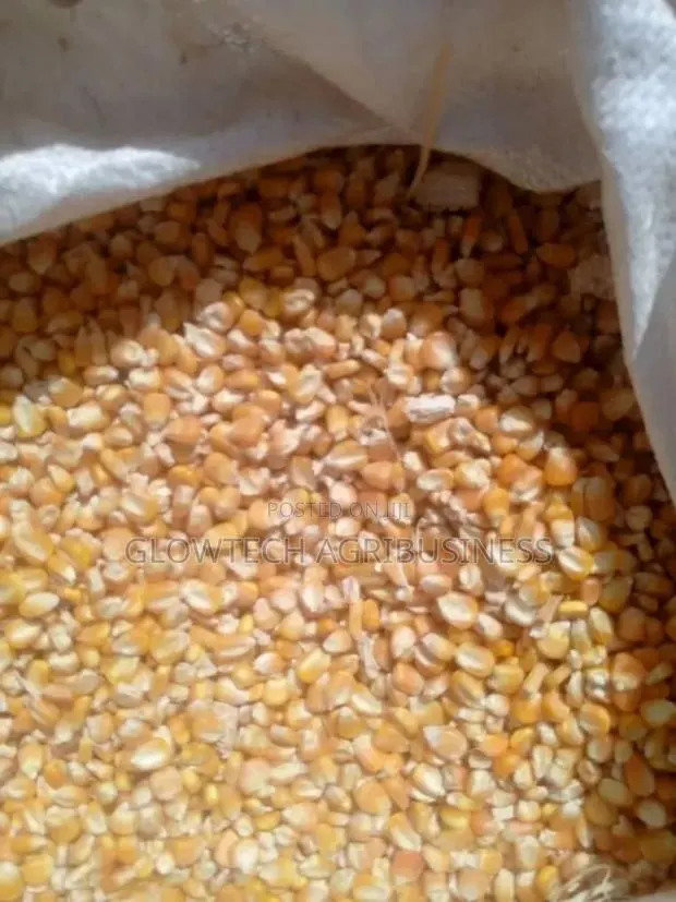 Aflatoxins Free Maize · Photo 1