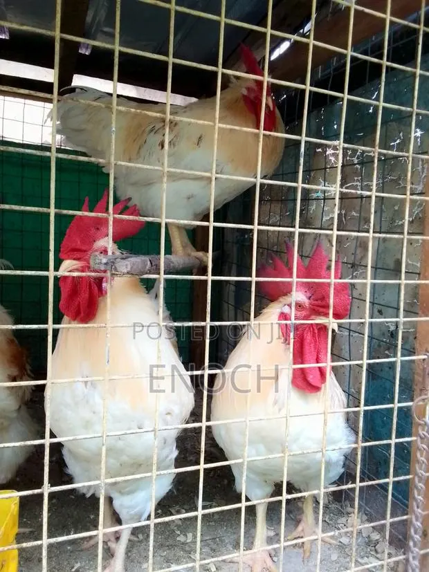 Purebred White Roosters · Photo 1
