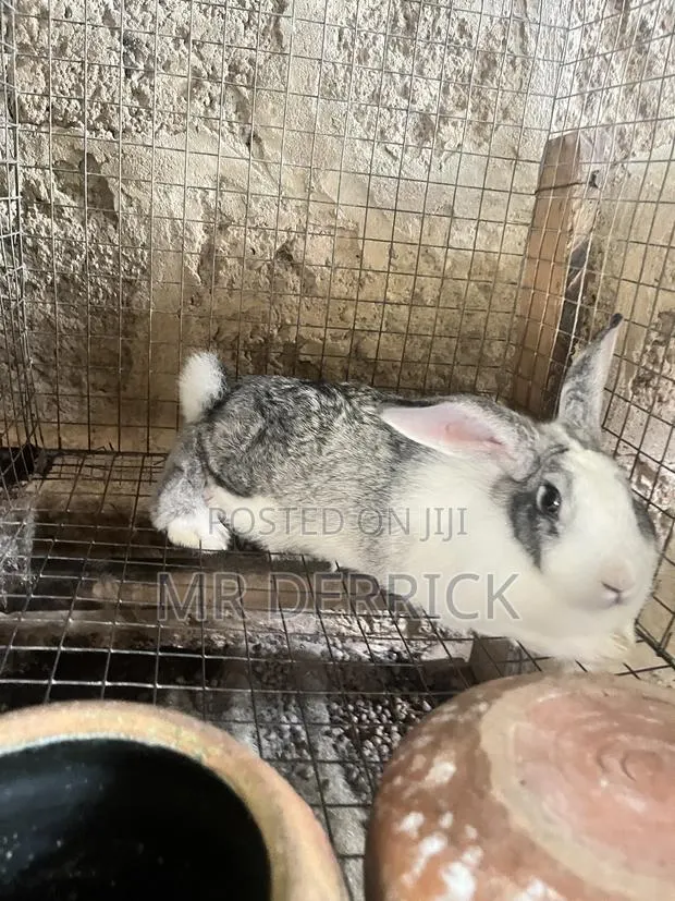 Pregnant Female · Photo 1