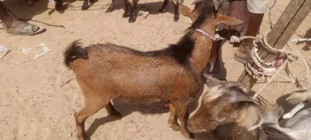 Christmas Billy Goat · Photo 1