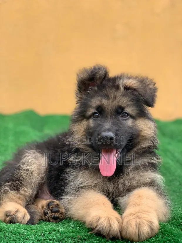 1-3 months Female Purebred German Shepherd · Photo 1