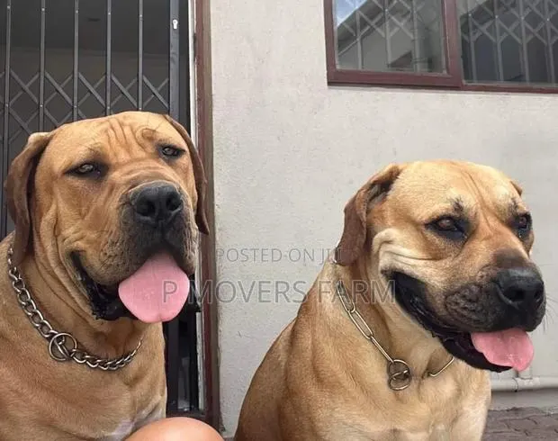 1-3 months Female Purebred Boerboel · Photo 1