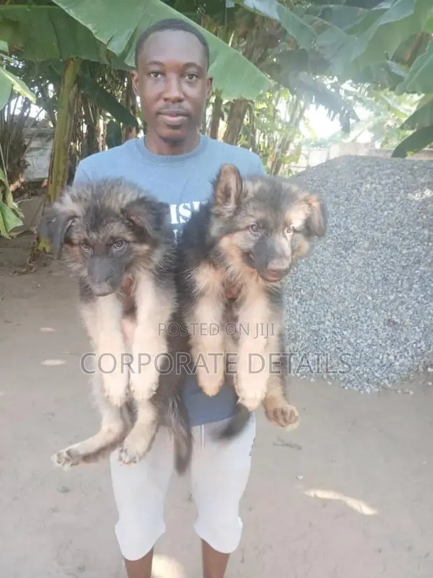 1-3 months Female Purebred German Shepherd · Photo 1