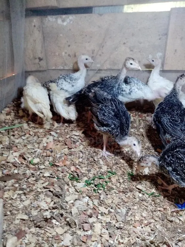 8 Week Or 2 Months Hybrid Turkey · Photo 1