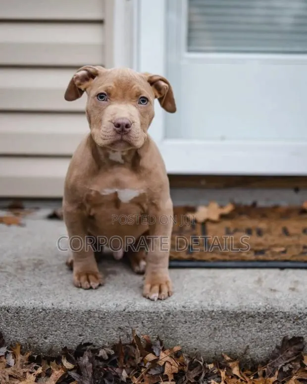 1-3 months Male Purebred American Pit Bull Terrier · Photo 1