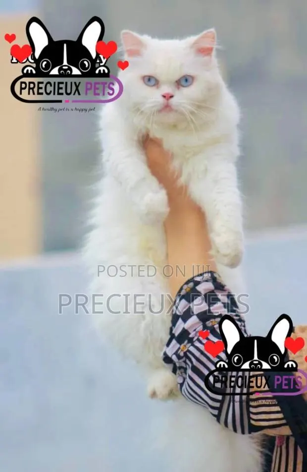 1-3 months Female Purebred Persian · Photo 1