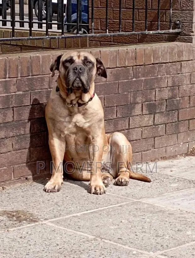 1-3 Months Male Purebred Boerboel · Photo 1