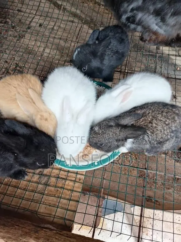 Rabbit Dutch · Photo 1