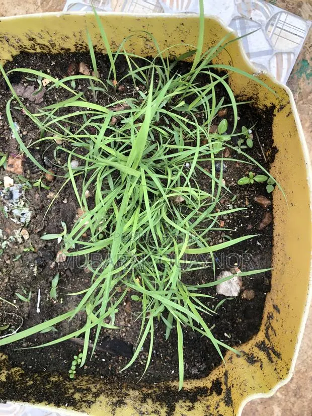 Andropogon Gayanus(Gamba) Seeds · Photo 1