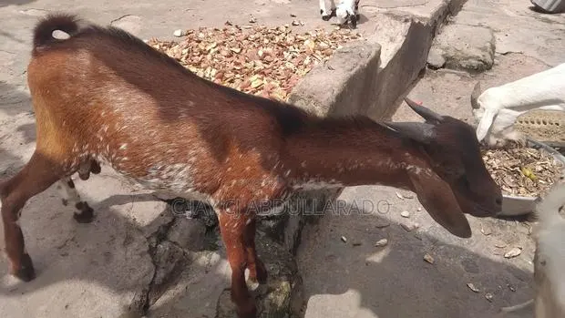 Home Breed Male Goat Good for Crossing and Good Meats · Photo 1