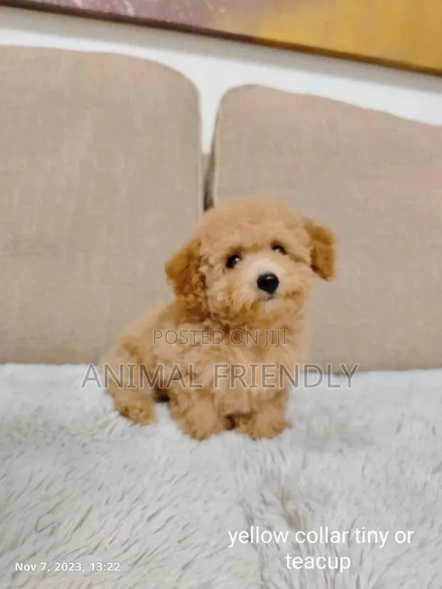 1-3 months Female Purebred Poodle · Photo 1