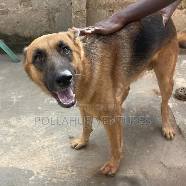 German Shepherd Stud / Crossing Services · Photo 2