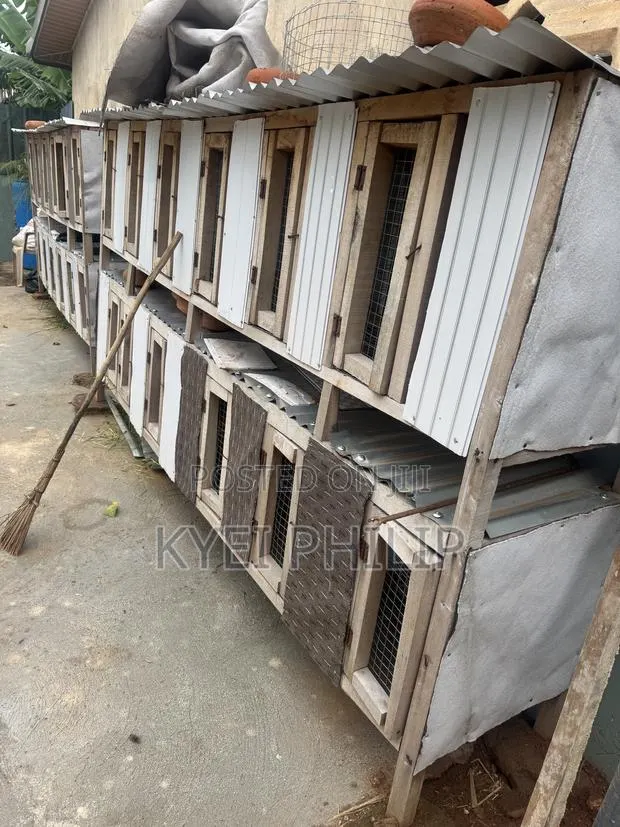 Grasscutter/ Rabbit Cage · Photo 1