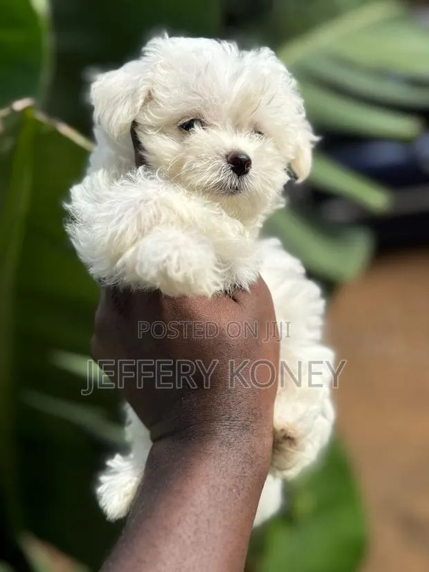 1-3 months Male Purebred Maltese · Photo 1