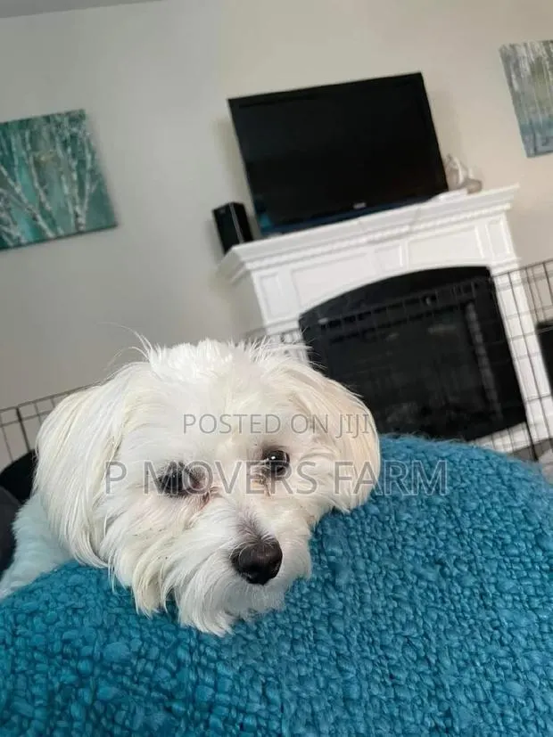 1-3 months Female Purebred Poodle · Photo 1
