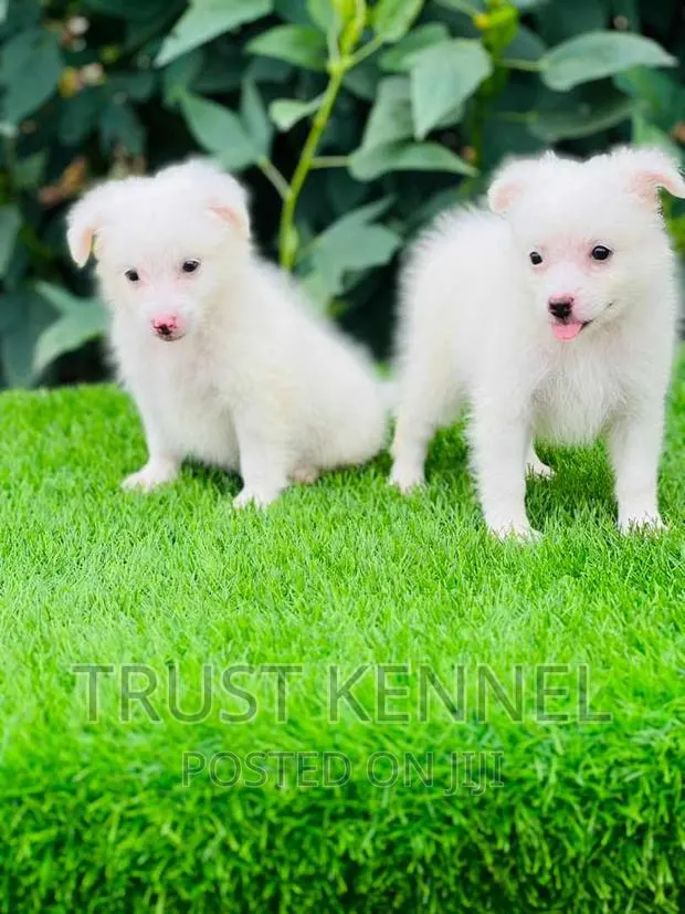 1-3 months Male Purebred American Eskimo · Photo 1