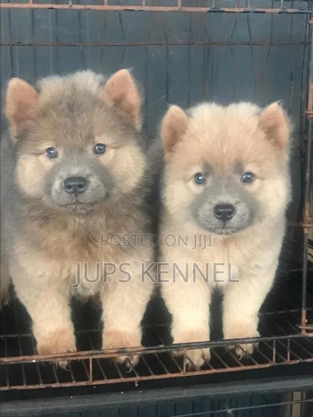 1-3 months Female Purebred Chow Chow · Photo 1
