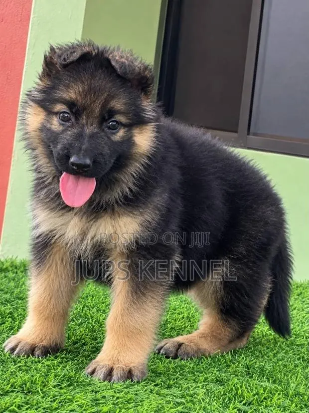 1-3 months Male Purebred German Shepherd · Photo 1