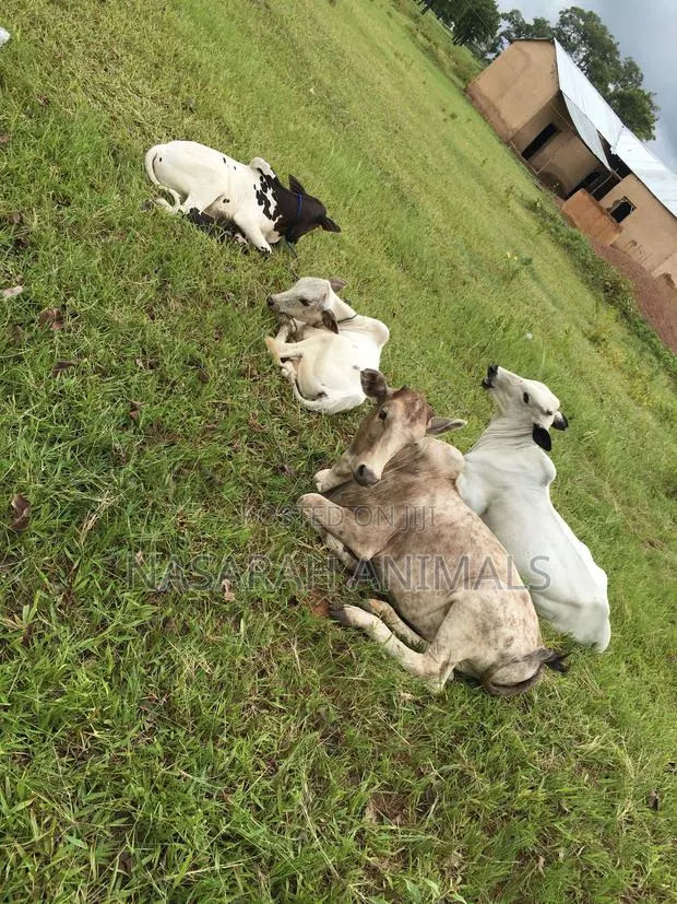 Nasarah Animals · Photo 1