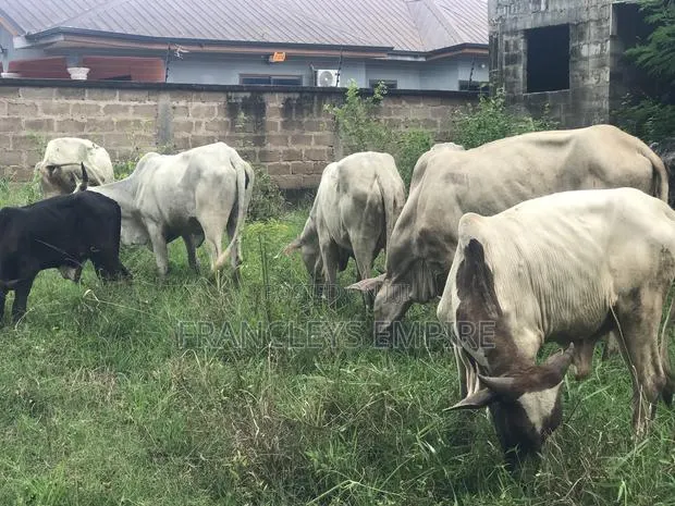 Cows for Sale. From 1000 Cedis to 30000 Cedis. 8000cedis+ for Killing · Photo 1