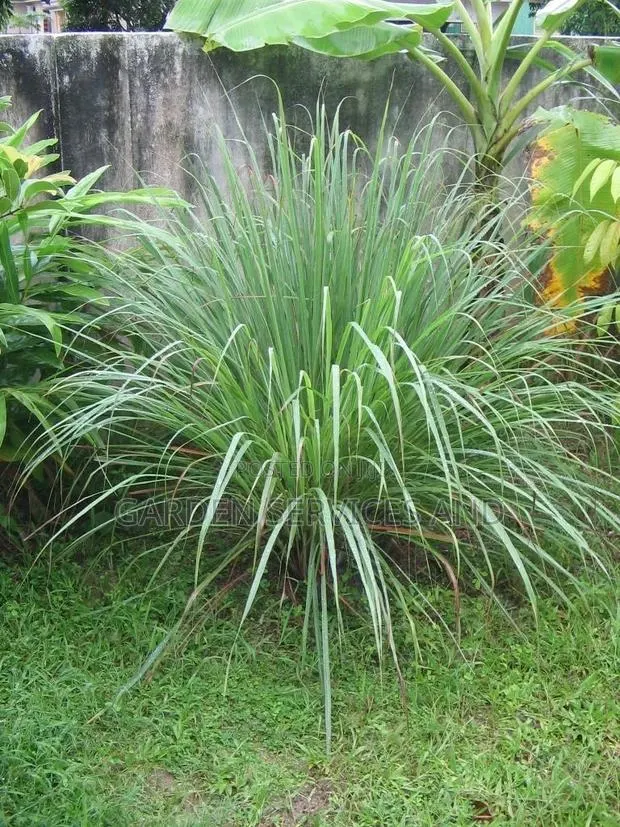Lemon Grass Available · Photo 1