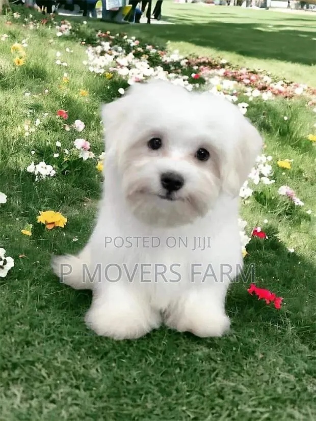 1-3 months Male Purebred Maltese · Photo 1