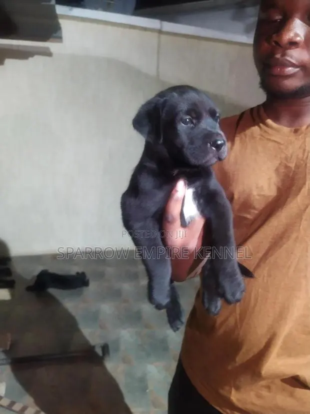 1-3 months Male Purebred Boerboel · Photo 1