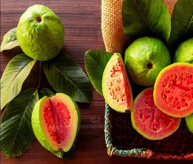 Jumbo Red Guava Seedlings For Sale · Photo 1