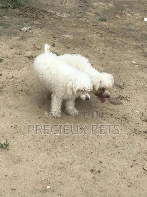 1+ year Male Purebred Maltese · Photo 1