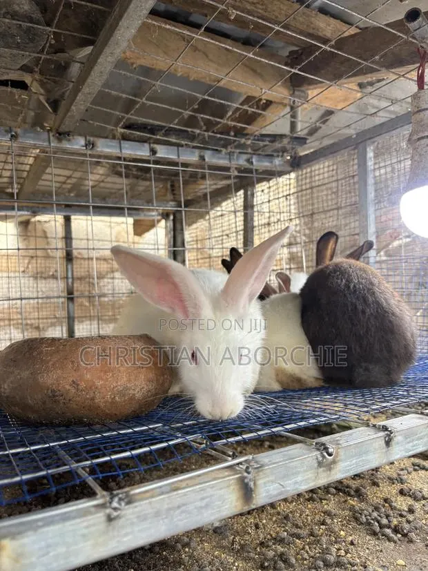 New Zealand White for Sale · Photo 1