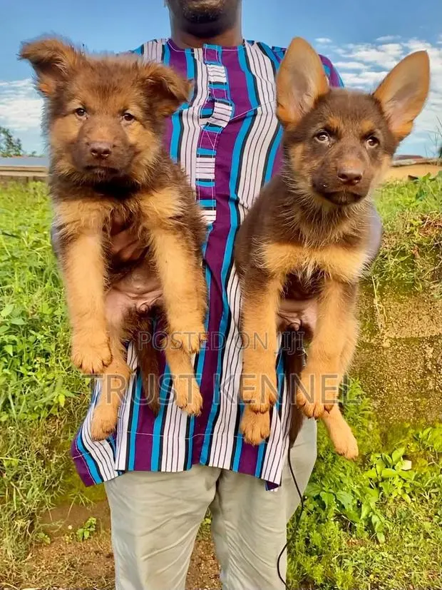 1-3 months Male Purebred German Shepherd · Photo 1