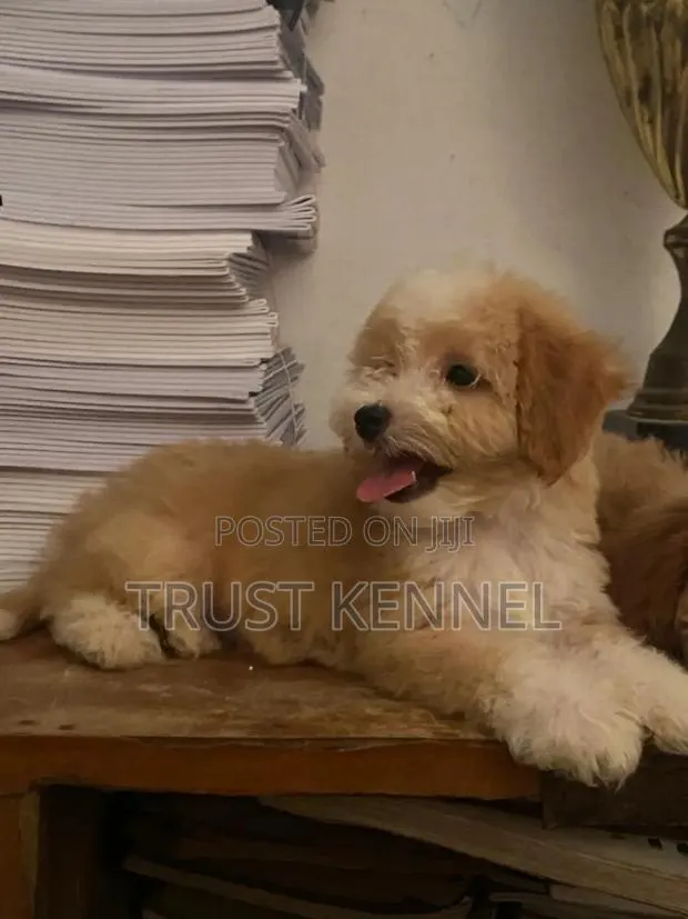 1-3 months Male Purebred Poodle · Photo 1
