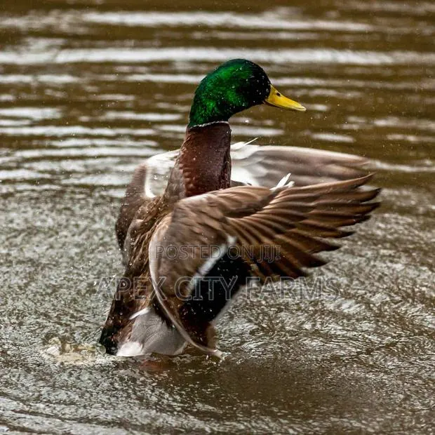 Mallard Duck Pair in Ghana free Delivery · Photo 3