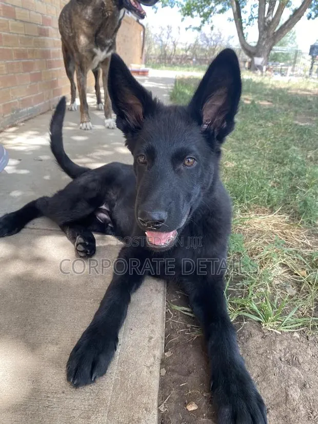 3-6 months Male Purebred German Shepherd · Photo 1