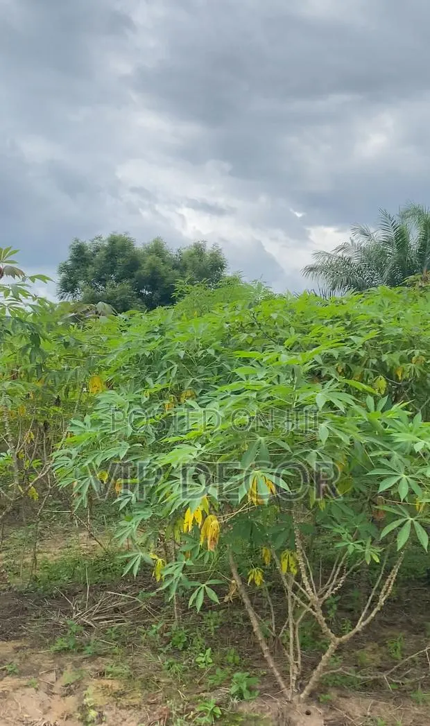 5 Acres of Cassava Available at an Affordable Price · Photo 1