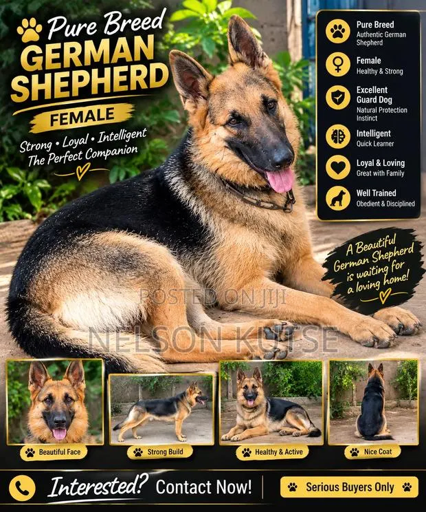 6-12 months Female Purebred German Shepherd · Photo 1