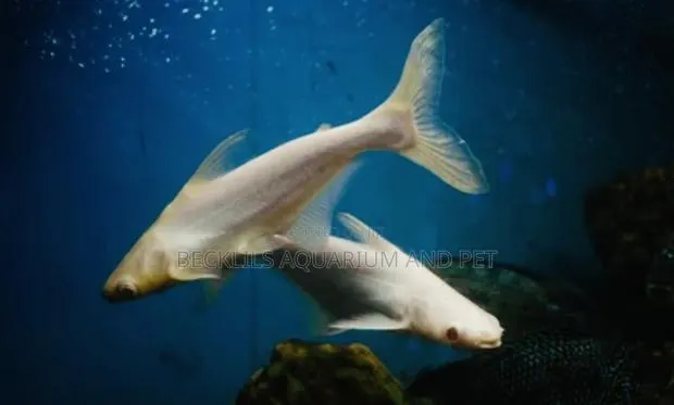 Albino Shark · Photo 2